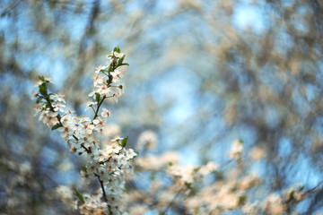 branch cherry plum with a beautiful blurry background. a branch of plum with massive flowering with a charming blurred back plan and bokeh
