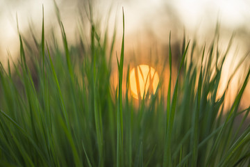Close up of fresh green spring grass plants with blurry nature landscape with colorful background sunset. green juicy spring grass on the background of the sunset