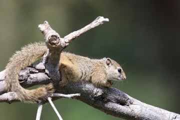 Ockerfußbuschhörnchen / Tree squirrel / Paraxerus Cepapi © Ludwig