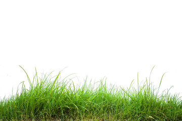green grass on white background