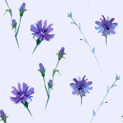 Fototapeta na wymiar seamless watercolor pattern in light tints with chicory flower, wild plant
