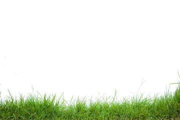 Obraz na płótnie Canvas green grass on white background