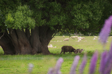 Sheep under the shadow of a tree