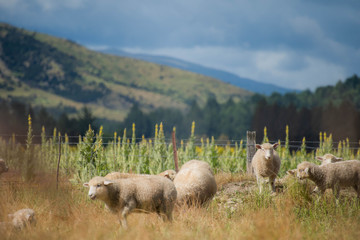Fluffy sheep in field