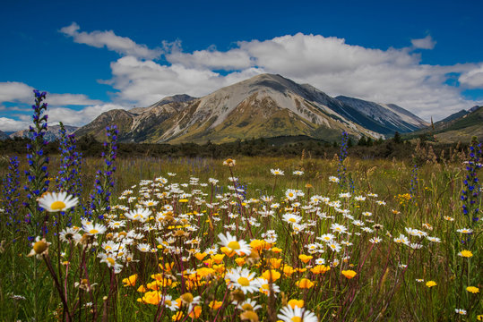 Blooming flowers over mountain © boripanc