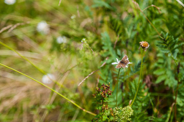 The background image is a multi-colored moth sitting on a flower against the background of a summer meadow (general plan)