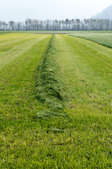 freshly cut and raked grass meadow with long symmetric mounds of fresh green grass