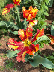 Rembrandt Tulips in summer sun.