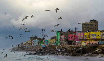 the gulls Fly around sea of color. - obrazy, fototapety, plakaty