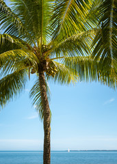 Coconut palm tree against the ocean and a clear blue sky in Fiji