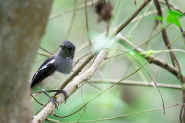 Oriental Magpie Robin while on a tree branch and observing