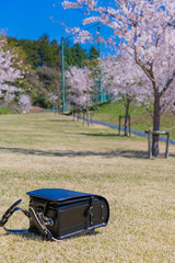 桜とランドセル　新入生　入学　春　イメージ