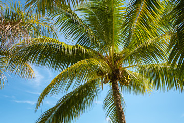 Coconut palm tree against a clear blue sky in Fiji
