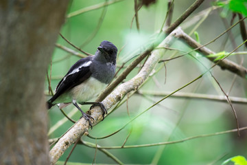 Obraz premium Oriental Magpie Robin while on a tree branch and observing