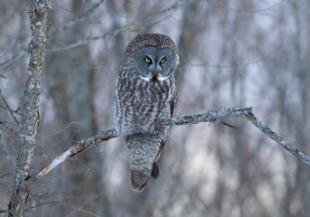 Great grey owl perched in a tree hunting at sunset in Canada