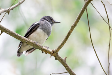 Oriental Magpie Robin while on a tree branch and observing