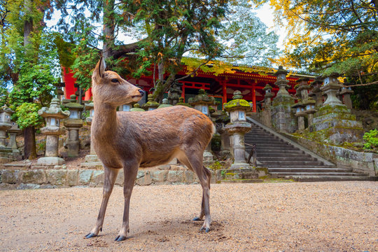 Parco dei daini - Nara