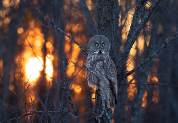 Great grey owl (Strix nebulosa) with the glow of the sun the background hunts in the winter snow in...