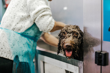 .Woman cleaning her brown spanish water dog in a public pet bath. Funny and wet dog face that does not like the bath. Lifestyle
