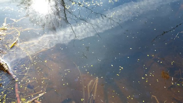 Overgrown water in the swamp. The swamp.