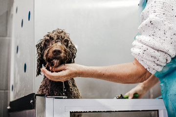 .Woman cleaning her brown spanish water dog in a public pet bath. Funny and wet dog face that does not like the bath. Lifestyle