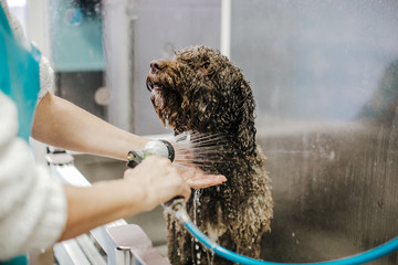 .Woman cleaning her brown spanish water dog in a public pet bath. Funny and wet dog face that does not like the bath. Lifestyle