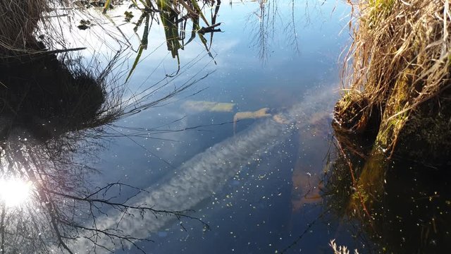 Overgrown water in the swamp. The swamp.