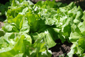 Green field salad on the field