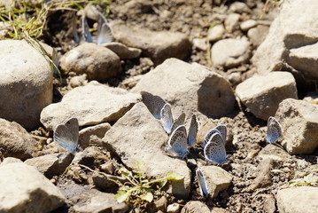 Butterflies. Summer. The natural beauty of Russia