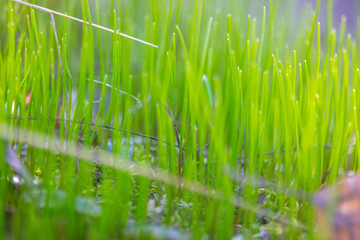 Natural green herbal background