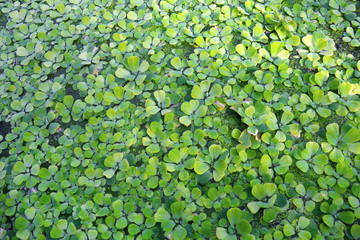 Pistia Stratiotes aquatic plant covering water background