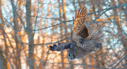 Great grey owl with wings spread out prepares to pounce on prey in winter in Canada at sunset 