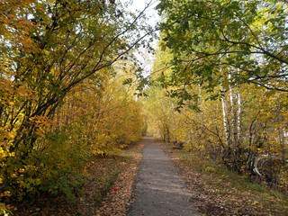 road in autumn forest