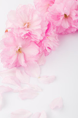 Naklejka na ściany i meble Pink cherry blossoms.