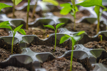 The young green sprouts in jars