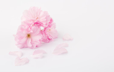 Obraz na płótnie Canvas Pink cherry blossoms.