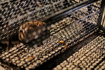 Dirty rat in mousetrap cage. Rat problem in town concept, selective focus and free space for text.