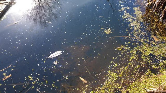 Overgrown water in the swamp. The swamp.