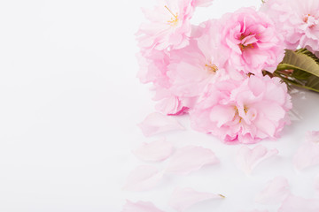 Fototapeta na wymiar Pink cherry blossoms.