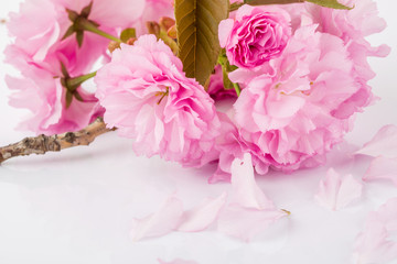 Closeup of pink cherry blossoms on white background