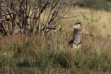 Riesentrappe / Kori bustard / Andreotis kori.