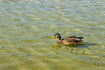 Ducks on the water