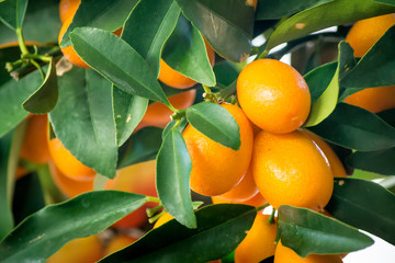 Fresh juicy tangerines with green leaves on a tangerine tree. Background of tangerines with green leaves.