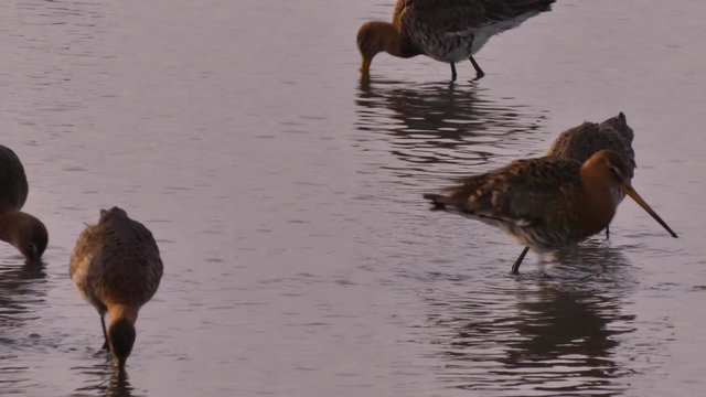 Black-tailed godwit or the Swamp Sandpiper (Limosa limosa) is a big sandpiper from the family of the Snipe.Dwells in Eurasia wetlands