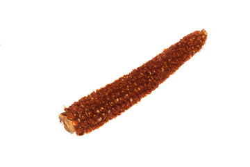 corn isolated on white background