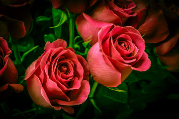 Bud of a blooming red rose close-up.