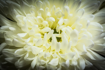 Background of blooming Chrysanthemum Flower Close-up macro texture