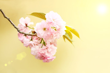 Spring cherry blossoms with yellow background