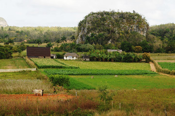 Fototapeta na wymiar Cuba: Tabacco Plantations landscape near Vinales in Pinar del Rio