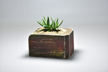 Cactus and succulents in handmade pots